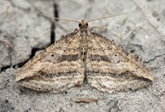 Orthonama vittata