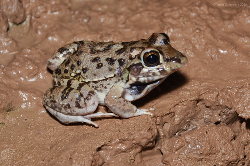 Vizcacheras' White-lipped Frog, Leptodactylus bufonius