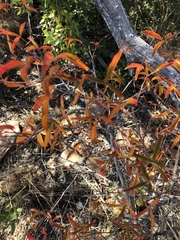 Searsia rigida rigida