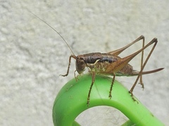 Pachytrachis gracilis