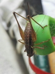 Pachytrachis gracilis