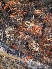 Searsia rigida rigida