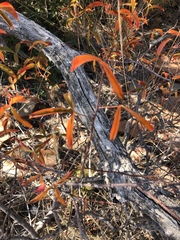 Searsia rigida rigida