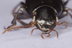 Harpalus honestus