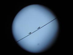 Hirundo rustica