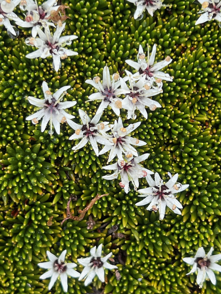 Donatia