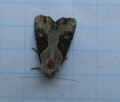 Lateroligia ophiogramma