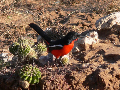 Laniarius atrococcineus