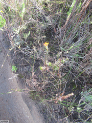 Oedera