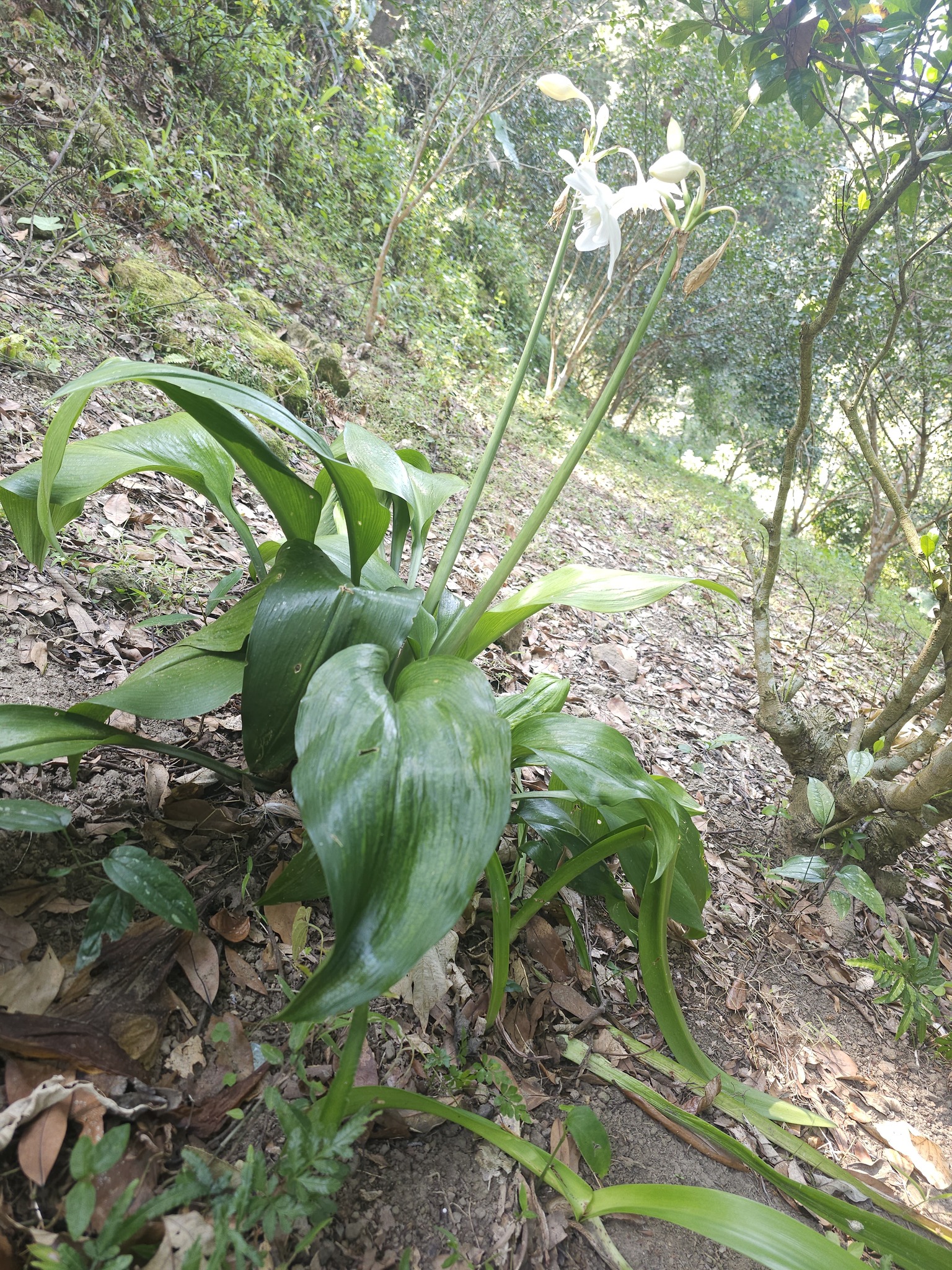 Imagem de Lírio do Amazonas