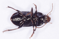 Harpalus honestus