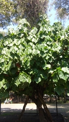 Dombeya × cayeuxii