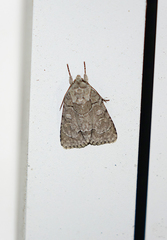 Acronicta radcliffei