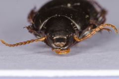 Harpalus tardus