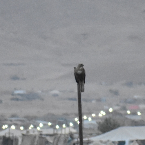 Long-legged Buzzard