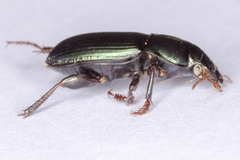 Harpalus honestus