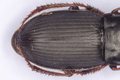 Harpalus tardus