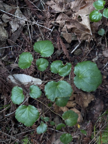 Foto de Vancouveria planipetala