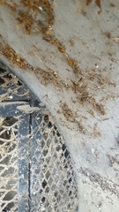 Spermophora senoculata