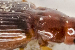 Bradycellus harpalinus