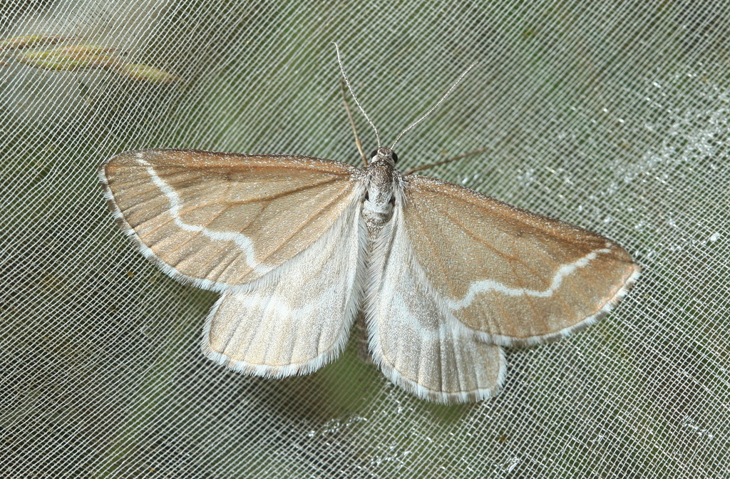 Schistostege nubilaria