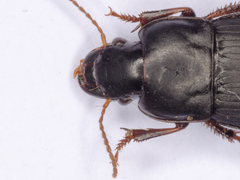 Harpalus tardus