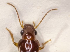 Bradycellus harpalinus