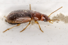 Bradycellus harpalinus