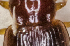 Bradycellus harpalinus