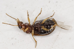 Bradycellus harpalinus