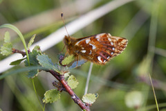 Boloria aquilonaris