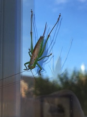 Conocephalus dorsalis