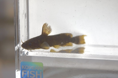 Ussuri catfish (Pelteobagrus ussuriensis) — Bagridae
