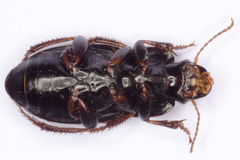 Harpalus tardus