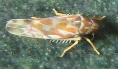 Erythroneura rubrella