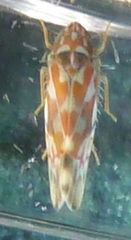 Erythroneura rubrella