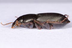 Harpalus tardus
