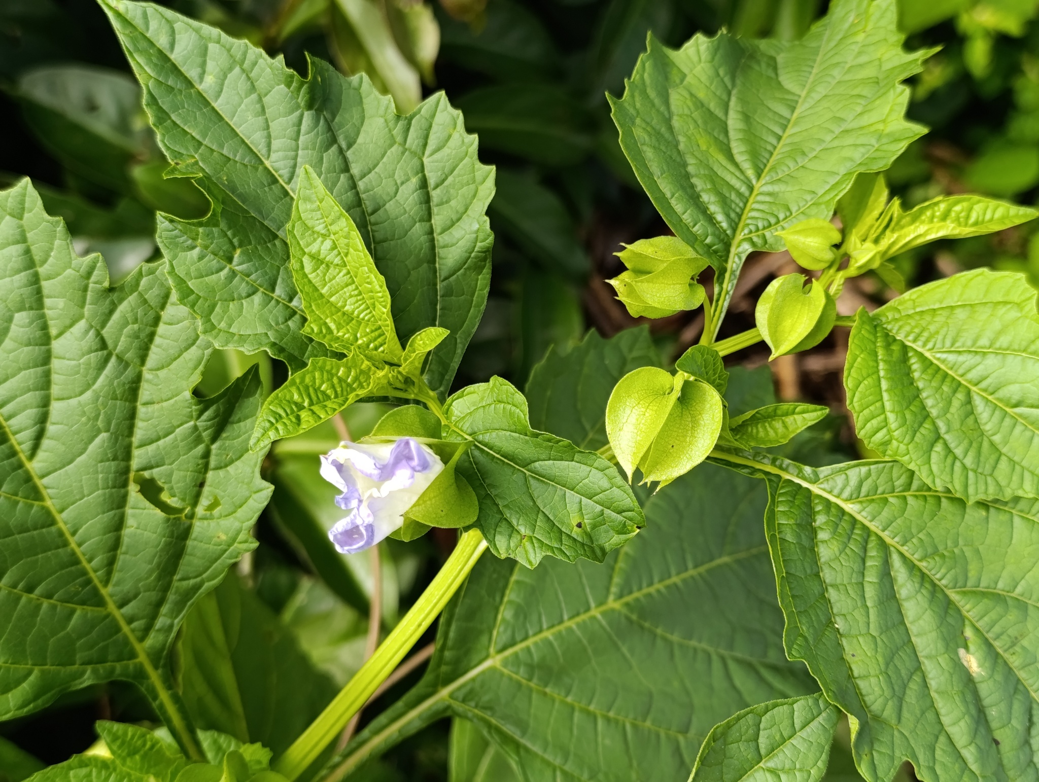 Nicandra physalodes
