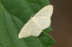 Scopula floslactata