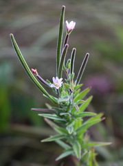 Epilobium strictum