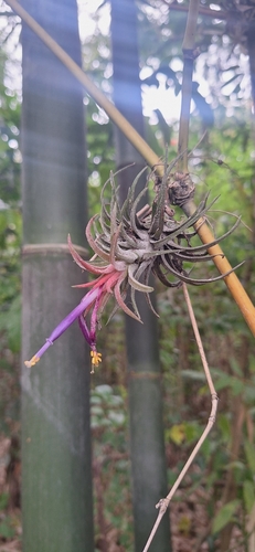 Foto de Cabelo de louco