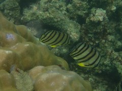 Chaetodon octofasciatus