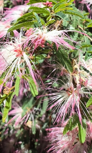 Foto de Caliandra