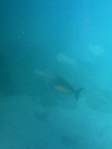 Photo of Orange-sided triggerfish (Sufflamen verres)