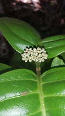 Psorospermum chionanthifolium