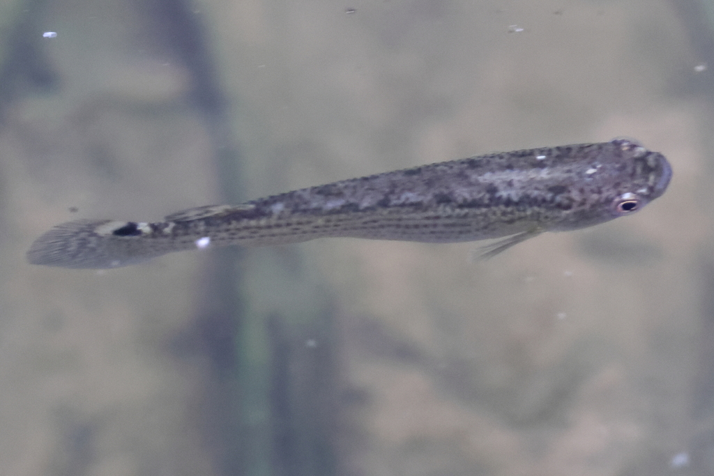 Anablepsoides falconi