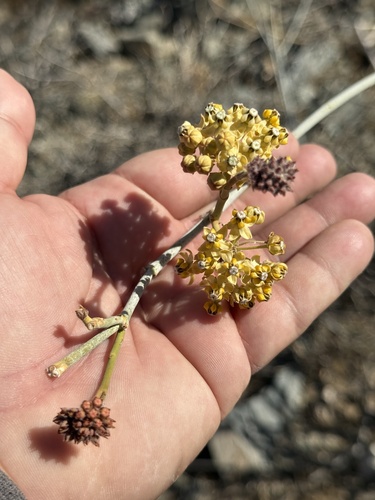 White-stem milkweed (Asclepias albicans)