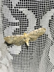 Eupithecia veratraria