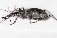 Cychrus spinicollis