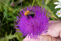 Bombus pascuorum sparreanus